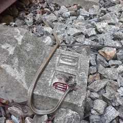 Chironius flavolineatus