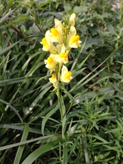 Linaria vulgaris