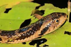 False Water Cobra photo 2