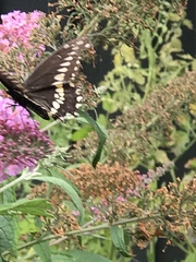 Papilio polyxenes