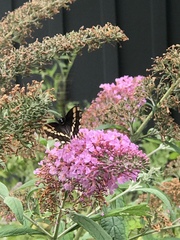 Papilio polyxenes