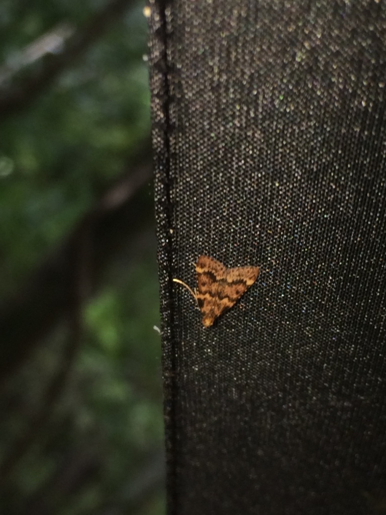 Pink-masked Pyralid Moth