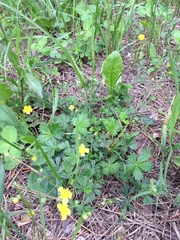 Potentilla argentea