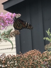 Danaus plexippus