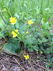Potentilla argentea