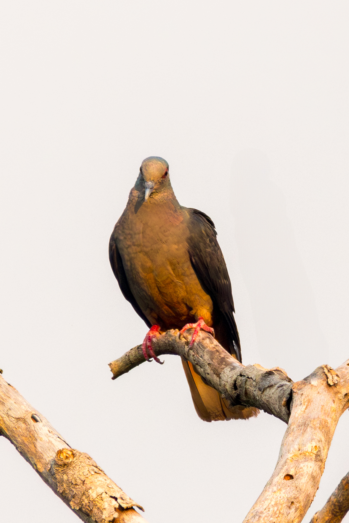 Island Bronze-naped Pigeon (Columba malherbii), photo 7