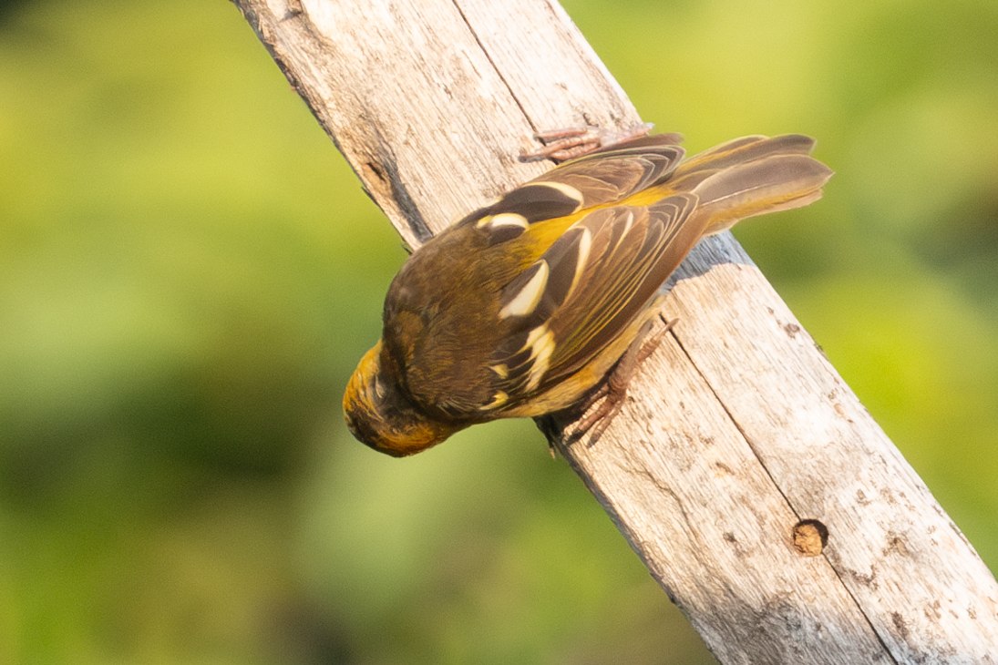 Sao Tome Weaver (Ploceus sanctithomae), photo 10
