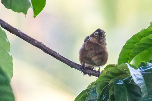 Principe Seedeater (Crithagra rufobrunnea), photo 4