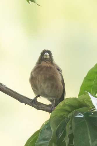 Principe Seedeater (Crithagra rufobrunnea), photo 8