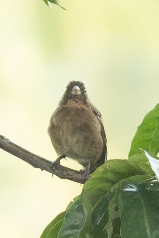 Principe Seedeater illustration