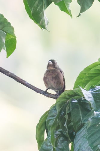 Principe Seedeater (Crithagra rufobrunnea), photo 10