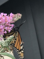 Danaus plexippus