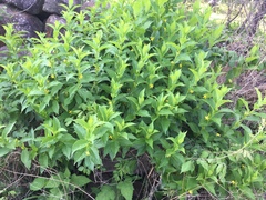 Mandevilla foliosa