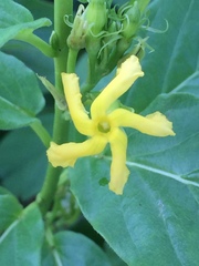 Mandevilla foliosa