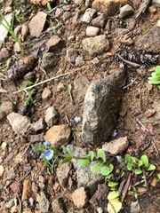 Moehringia