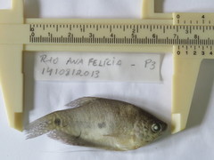 Trichopodus trichopterus