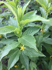 Mandevilla foliosa