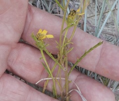 Dysodiopsis tagetoides