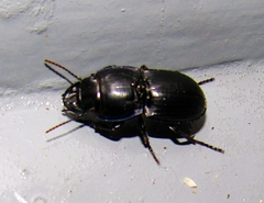 Pasimachus sublaevis