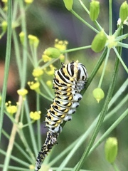 Papilio polyxenes