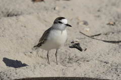 Charadrius marginatus marginatus