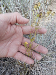 Dysodiopsis tagetoides