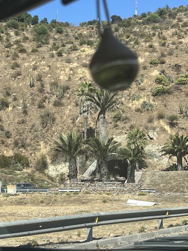 Foto de Coqueiro-do-chile