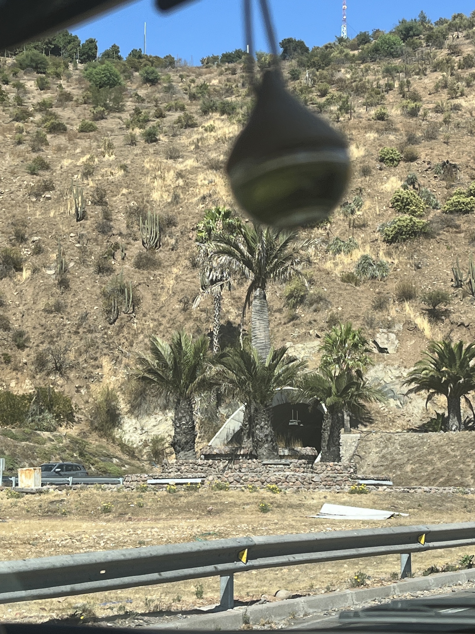 Imagem de Coqueiro-do-chile