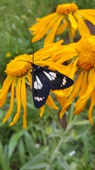 Gnophaela discreta