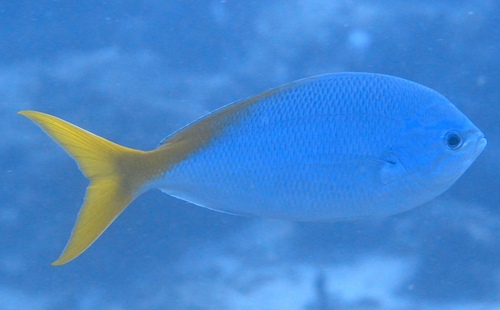 Yellowtail Fusilier