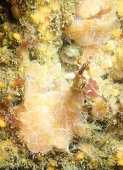 Aplidium solidum
