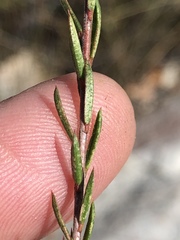 Acmadenia maculata