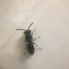 Hylaeus hyalinatus