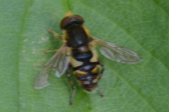 Parhelophilus obsoletus