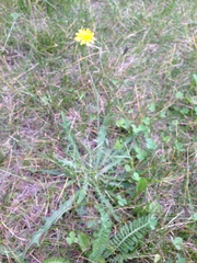 Scorzoneroides autumnalis
