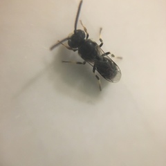 Hylaeus hyalinatus