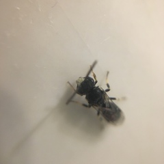 Hylaeus hyalinatus