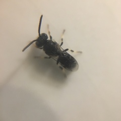 Hylaeus hyalinatus