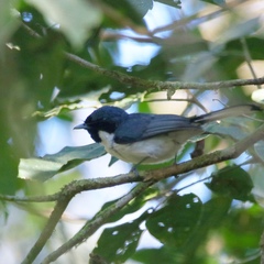 Symposiachrus sacerdotum