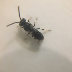 Hylaeus hyalinatus