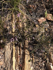 Acmadenia maculata