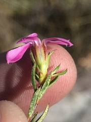Acmadenia maculata
