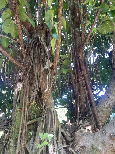 Ficus elastica observed 2025-02-09