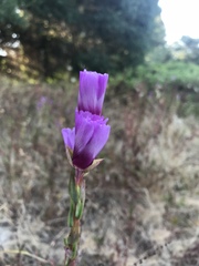 Clarkia imbricata