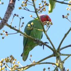 Geoffroyus geoffroyi