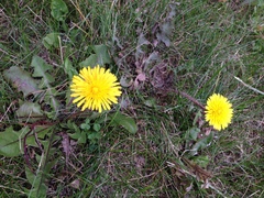 Taraxacum officinale