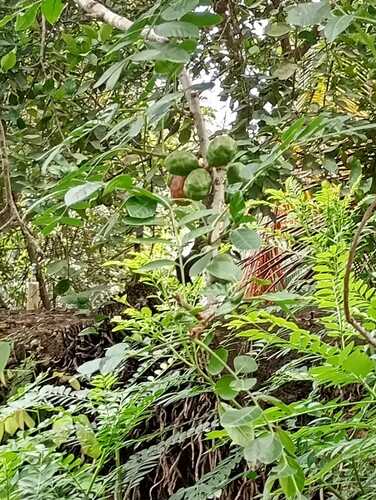 Spondias purpurea - Whole tree