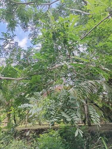 Spondias purpurea - Leaves