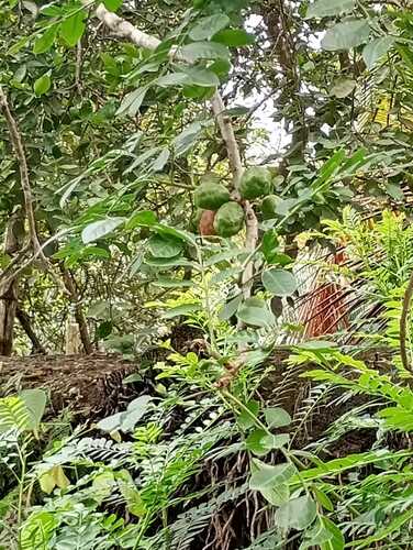 Spondias purpurea - Whole tree