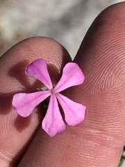 Acmadenia maculata